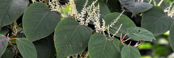 Knotweed. Image by <a href="https://pixabay.com/users/hoerwin56-2108907/?utm_source=link-attribution&utm_medium=referral&utm_campaign=image&utm_content=2699120">HOerwin56</a> from <a href="https://pixabay.com/?utm_source=link-attribution&utm_medium=referral&utm_campaign=image&utm_content=2699120">Pixabay</a> Knotweed